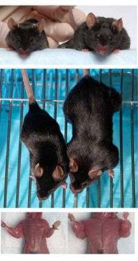 'Mighty mice' made mightier