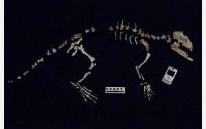 Missing Link Between Whales and Four-Footed Ancestors Discovered