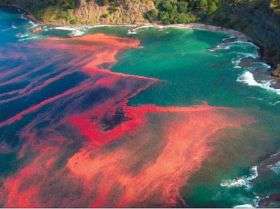 MIT unraveling secrets of red tide