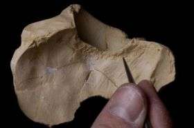 Most ancient case of tuberculosis found in 500,000-year-old human; points to modern health issues