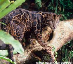 New species declared: Clouded leopard on Borneo and Sumatra