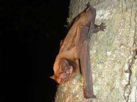 Nyctalus lasiopterus Bat