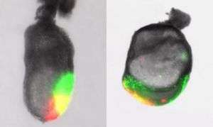 Photo of Mouse Embryo 7 and 8 Days After