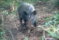 Pig study forces rethink of Pacific colonisation