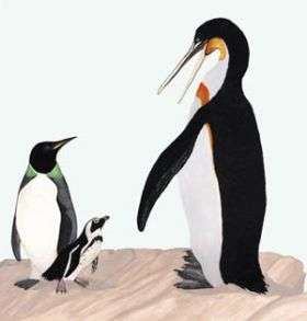 Prehistoric equatorial penguins reached 5 feet in height