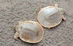 Rare Turtle Discovered in Cambodia