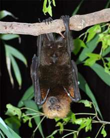 Fruit Bats are not 'Blind as a Bat'