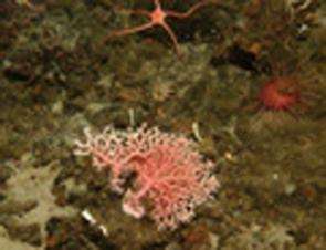 ROV discovers Antarctic seafloor fauna