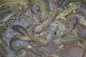 Salamander Hybrids in California