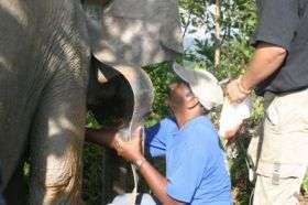Satellite tracking reveals threats to Borneo pygmy elephants