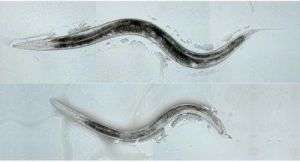 Scientists alter sexual orientation in worms