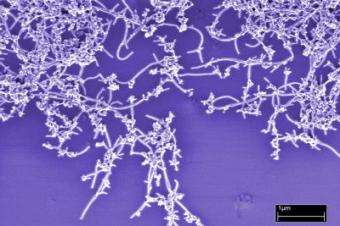 Scientists develop rapid method for judging nanotube purity