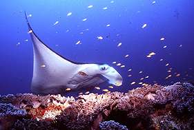 Scientists target manta ray mysteries