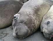 Secret Life of Elephant Seals Not Secret Anymore