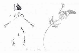 Skeletons of D. szalayi
