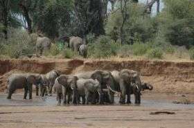 Social standing influences elephant movement