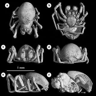 Scientist brings 50 million year old spider 'back to life'