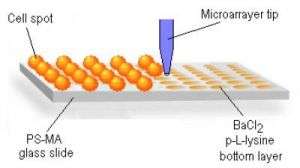 Stem Cell Microarray Platform