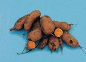 Sweet potato shines as new promise for small enterprise and hunger relief in developing countries