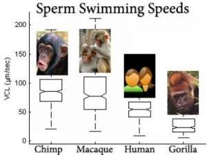 Swimming Speeds of Sperm Cells