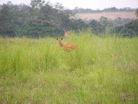 The African bushbuck