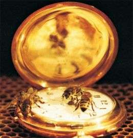 The social life of honeybees coordinated by a single gene