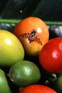 Tiny pest-eating insect fights fruit flies