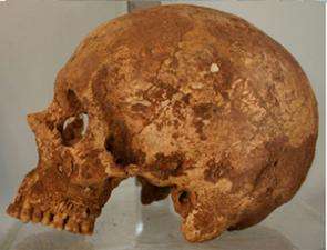 Trophy Skull Sheds Light on Ancient Wari Empire