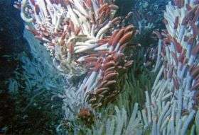 Tubeworms at Hydrothermal Vent