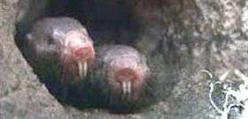 Ugly duckling mole rats might hold key to longevity