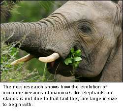 When animals evolve on islands, size doesn't matter
