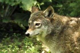 Who's afraid of the big, bad wolf? Coyotes