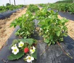 Wild strawberries may reduce cancer risk