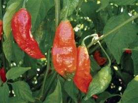 World's hottest chile pepper discovered