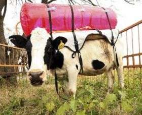 Cow Backpacks Trap Methane Gas