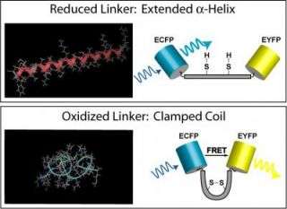 Engineering chimeric polypeptides to illuminate cellular redox states