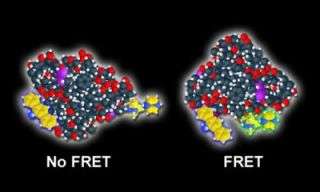 FSU researchers make observing cell functions easier