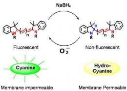 Hydrocyanine Structure