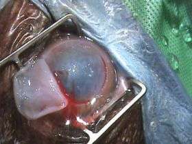 ISU researcher performs first veterinary corneal implant procedure in US