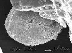 Microscopic meteorites show early life on Earth faced rain of rocks