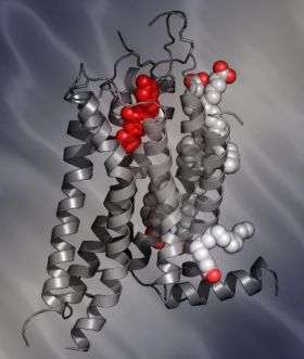 Newly Solved Structure of the Human A2A Adenosine Receptor