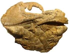 Researcher finds fossilized shell-breaking crab