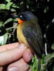 Smithsonian Scientists Discover New Bird Species