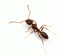Worker ants of the world, unite! You have nothing to lose but your fertility
