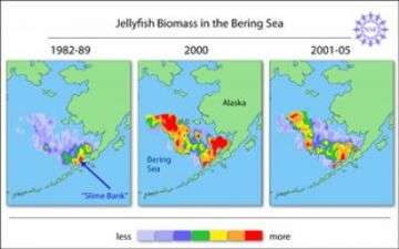 Scientists discover stinging truths about jellyfish blooms in the Bering Sea