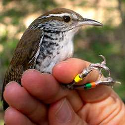 Researcher 'sings' for a living to decode the meaning of bird songs