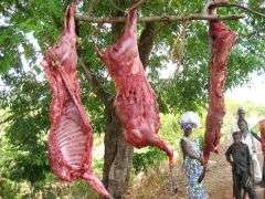 Blanket ban on bushmeat could be disastrous for forest dwellers in Central Africa, says new report