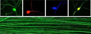 Penn researchers engineer first system of human nerve-cell tissue