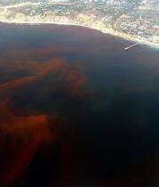 Probing Question: What is a red tide?