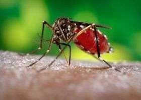 Researchers put the bite on mosquitoes